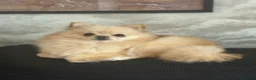 Pomeranian dogs for sale: KC Cream Pomeranian - Advert 1