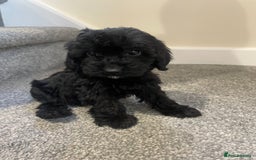 Cockapoo dogs for sale: Cockapoos  - Image 9