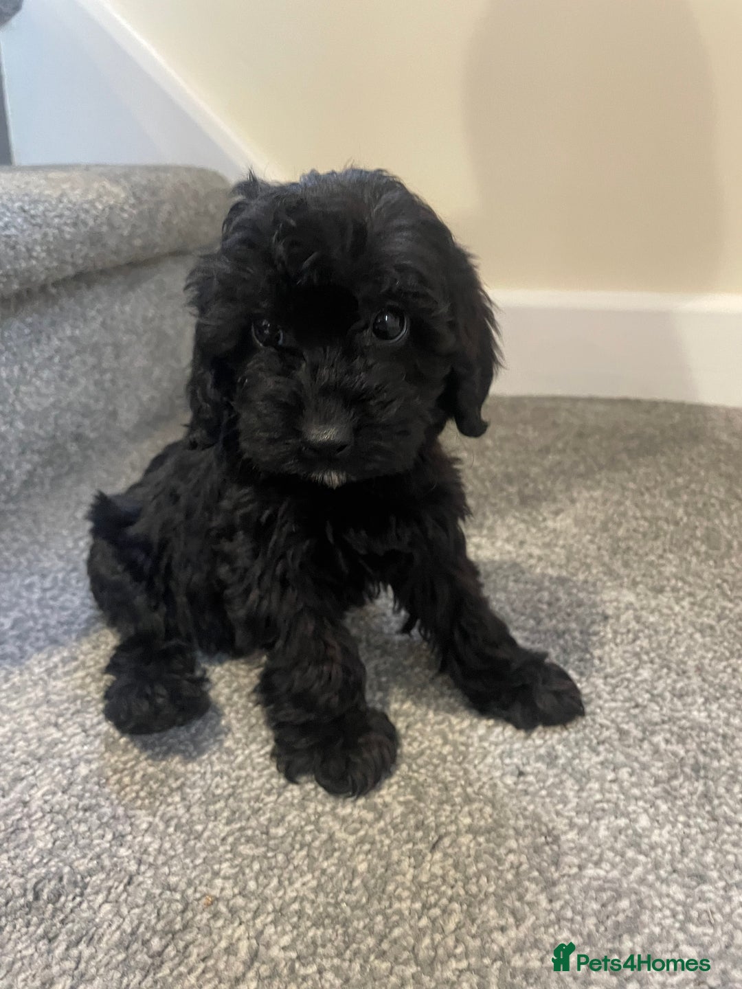 Cockapoo dogs for sale: Cockapoos  - Image 9