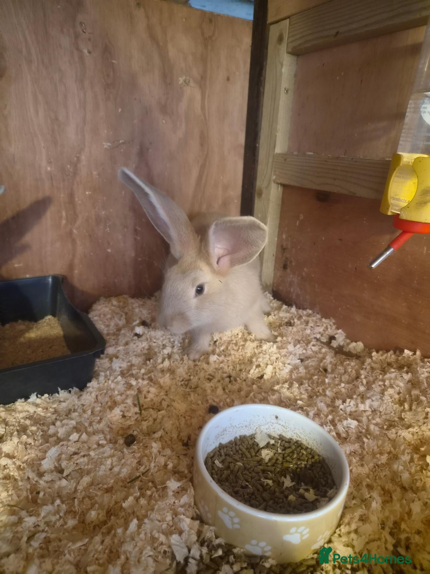Continental Giant rabbits for sale: Stunning Giant Continental Bunnies - Advert 2