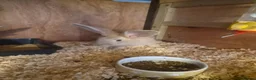 Continental Giant rabbits for sale: Stunning Giant Continental Bunnies - Advert 2
