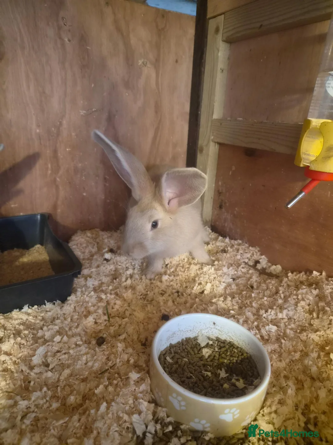 Continental Giant rabbits for sale: Stunning Giant Continental Bunnies - Advert 2