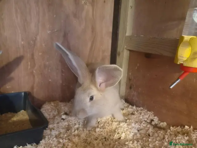Continental Giant rabbits for sale: Stunning Giant Continental Bunnies - Advert 2