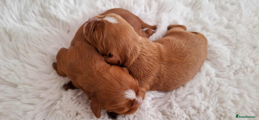 Cavalier King Charles Spaniel dogs for sale: ⭐️Cavalier King Charles Spaniel⭐️KC Reg⭐️DNA Clear - Image 4