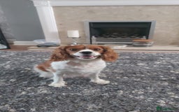 Cavalier King Charles Spaniel dogs for sale: Cavalier King Charles Spaniel Puppies for Sale 🐾 - Image 6