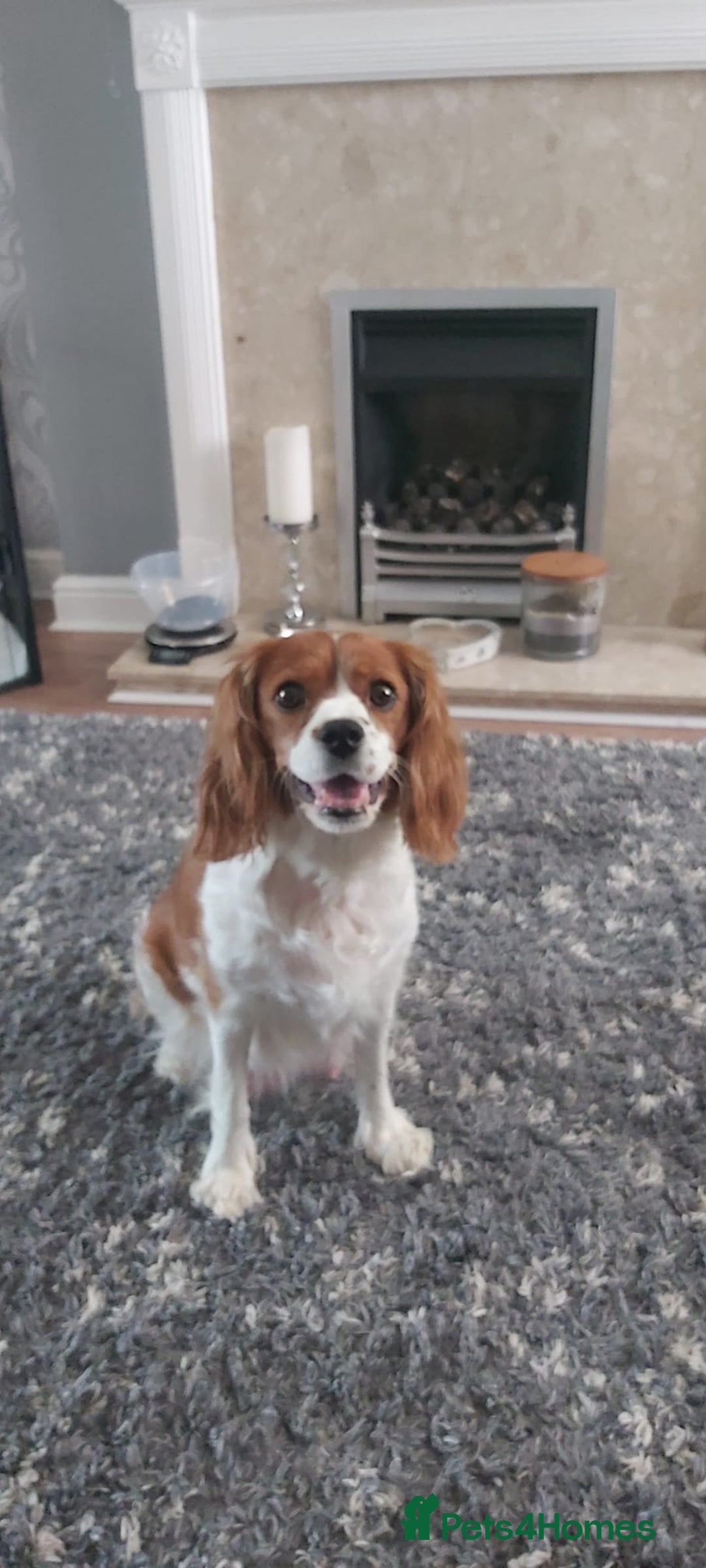 Cavalier King Charles Spaniel dogs for sale: Cavalier King Charles Spaniel Puppies for Sale 🐾 - Image 6
