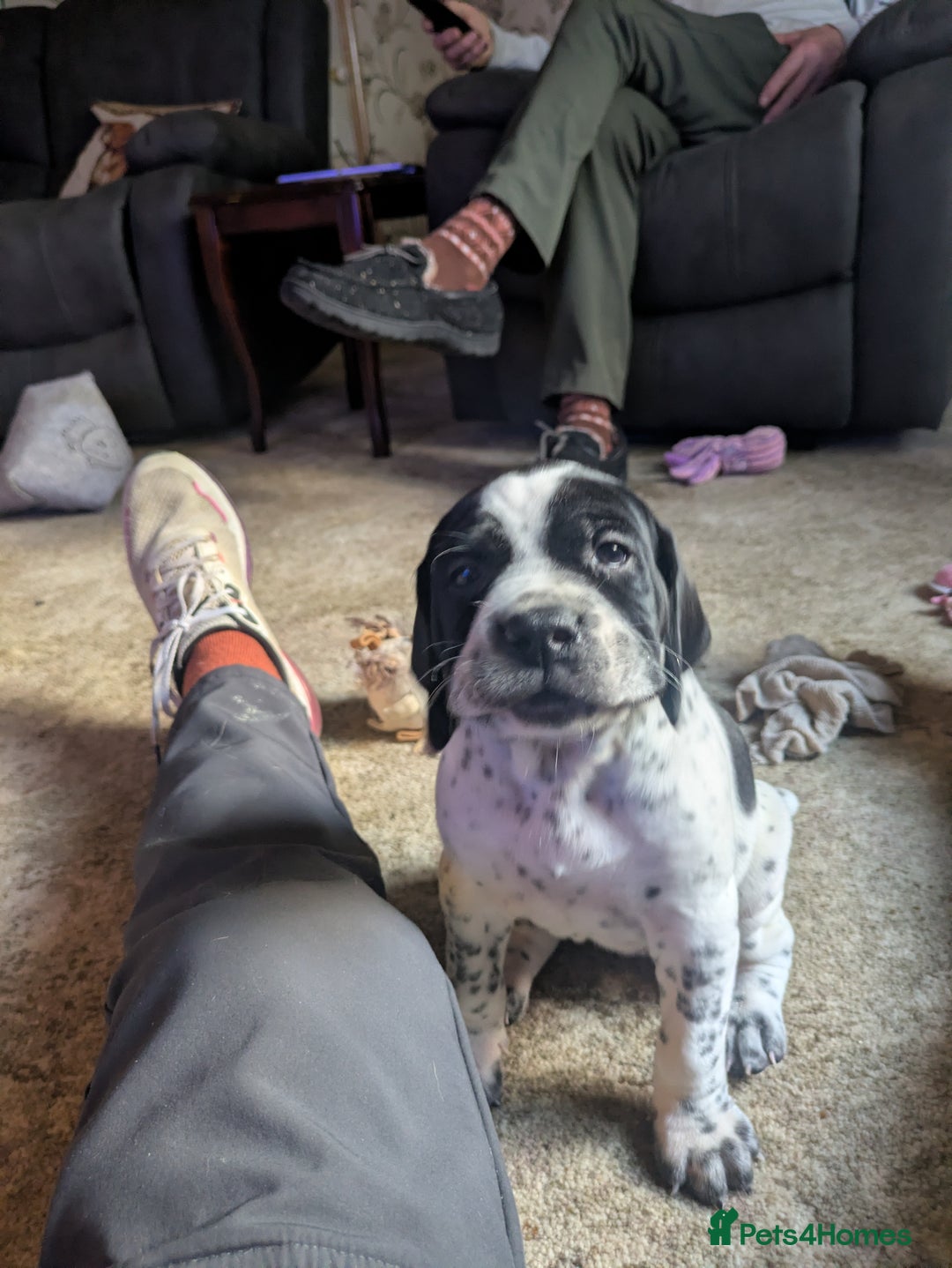 Pointer dogs for sale: Pointer - Advert 3