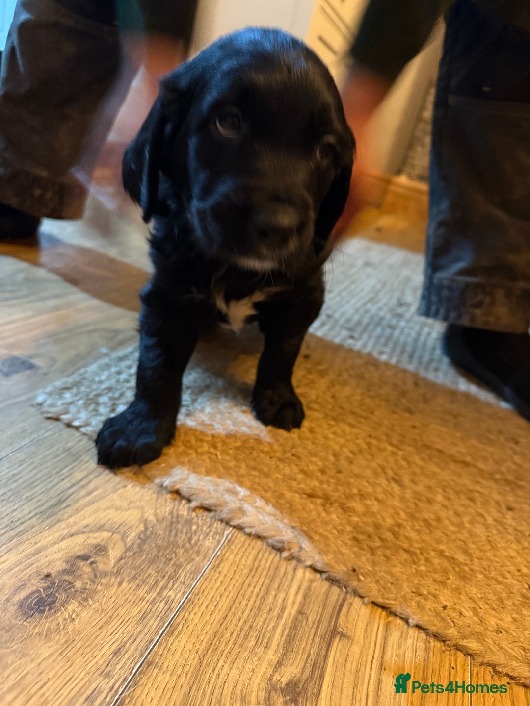 Mixed Breed dogs for sale: Golden Retriever cross Sprollies - Advert 13