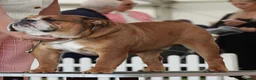 English Bulldog dogs for stud: Standard KC registered & health tested - Advert 2