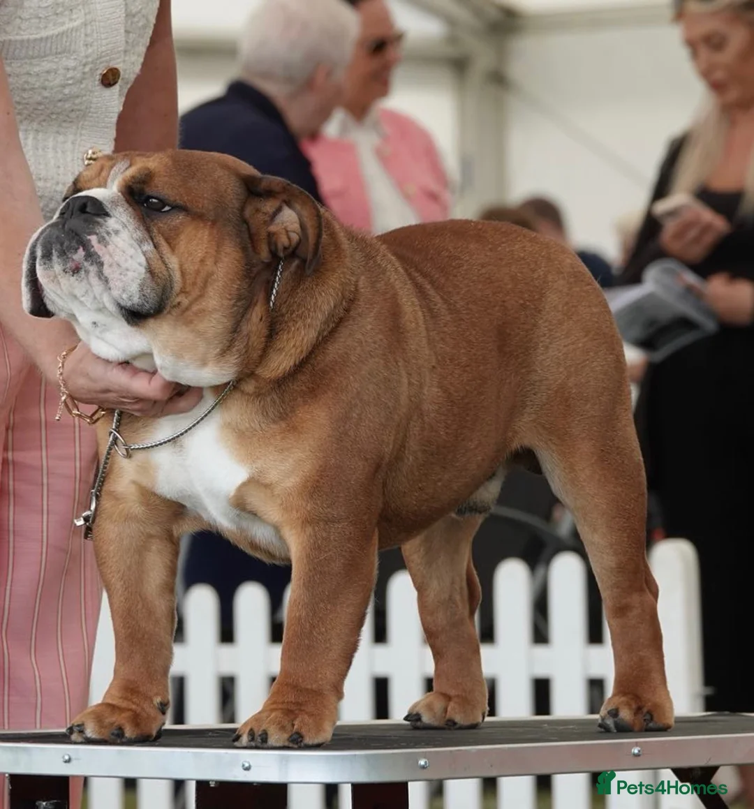 English Bulldog dogs for stud: Standard KC registered & health tested - Advert 2