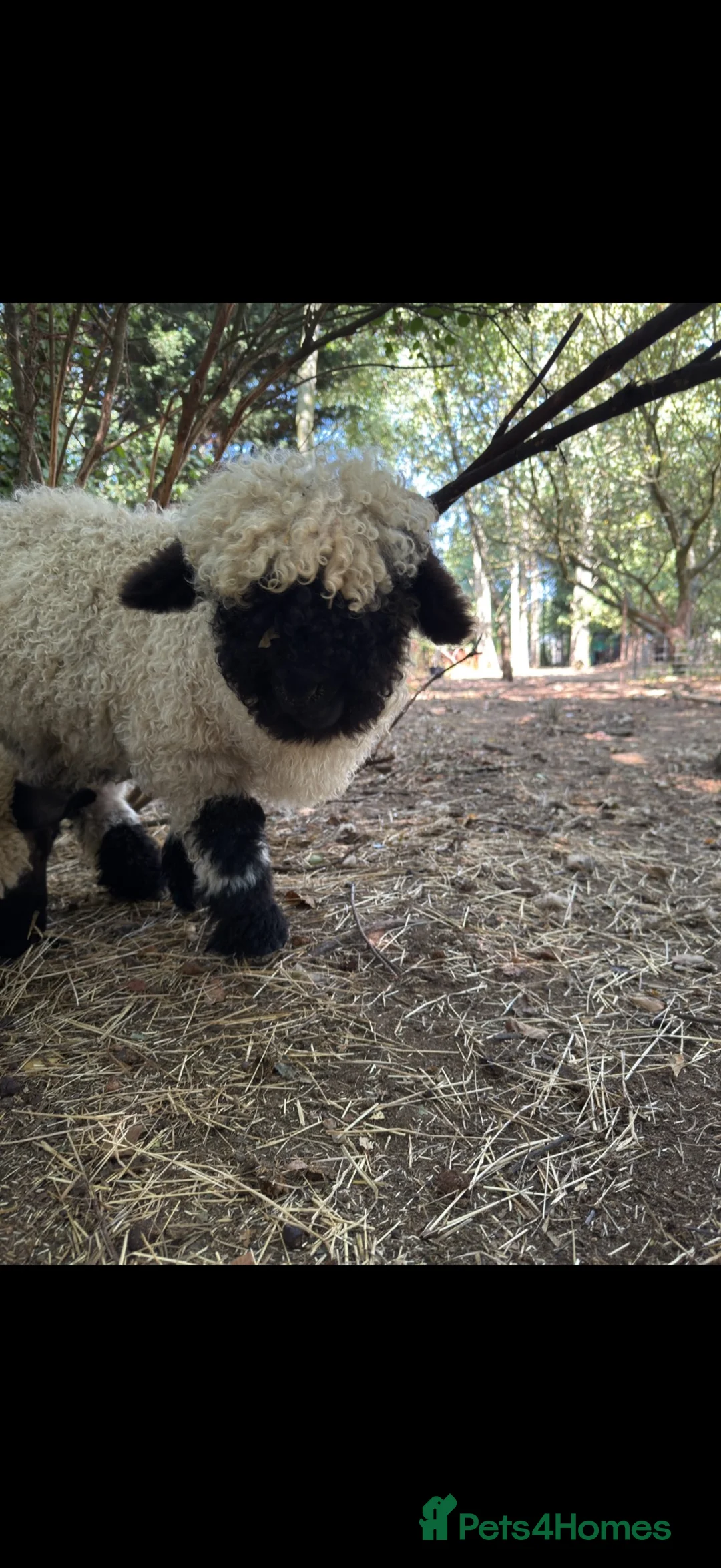 Sheep livestock for sale: Valais Blacknose wether lamb  - Advert 2