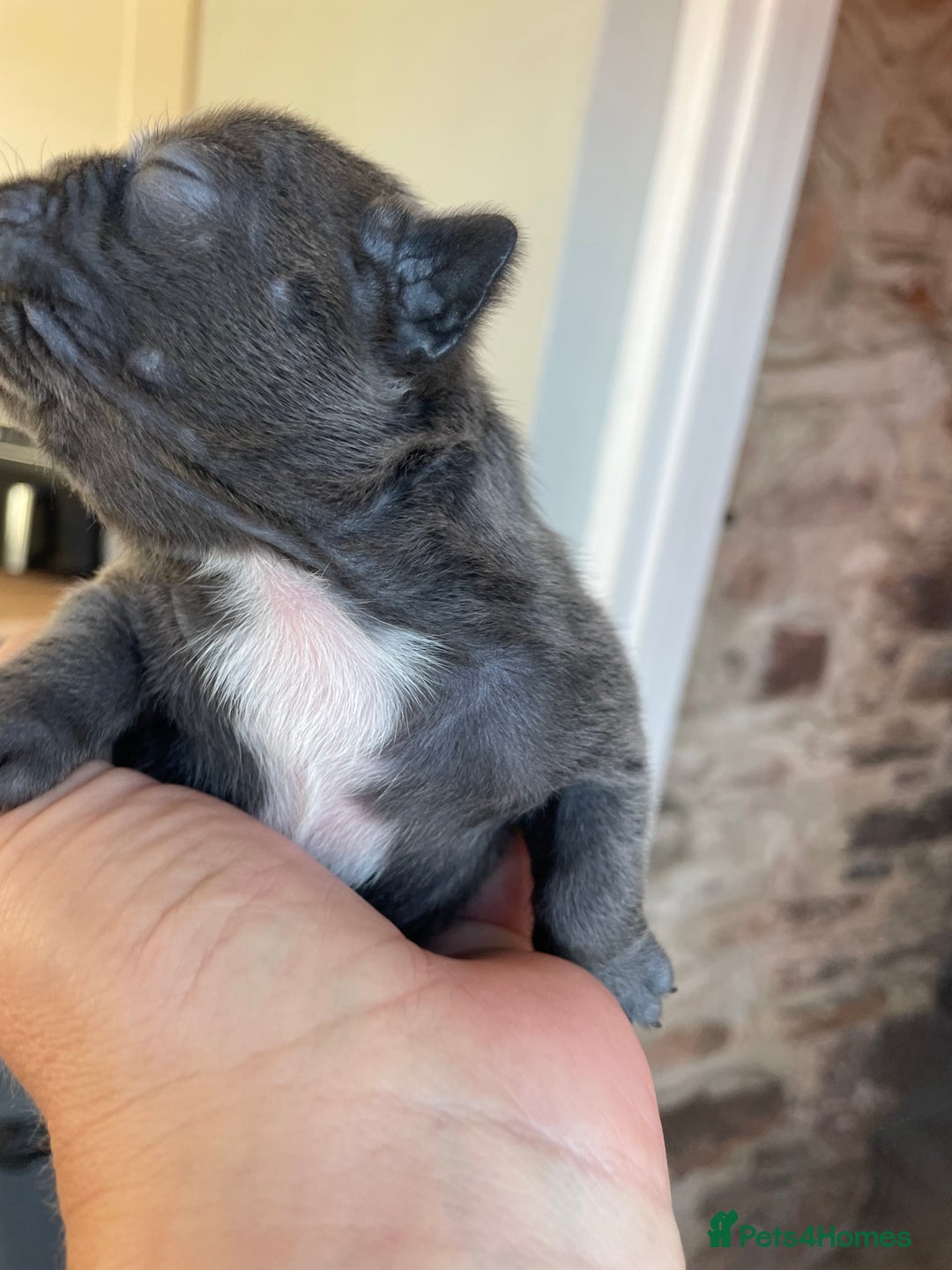 French Bulldog dogs for sale: KC Reg Frenchie Puppies - Image 15