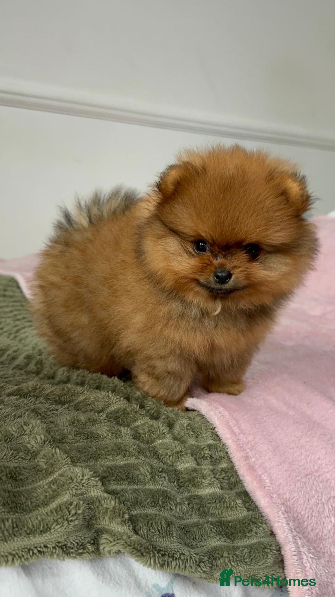 Pomeranian dogs for sale: Luxury puppy for sale - Advert 16