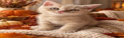 British Shorthair cats for sale: 🐾 Beautiful British Shorthair Kittens 🐾 - Advert 8