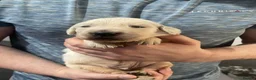 Golden Retriever dogs for sale: Beautiful Golden retriever Pups Showline KC Reg - Advert 24