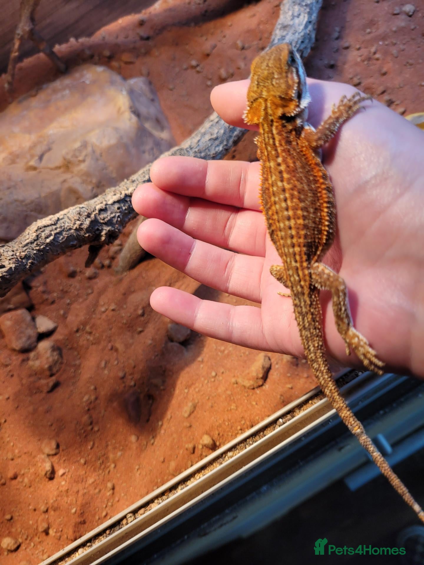 Dragon reptiles Stunning bearded dragon for sale - Advert 1