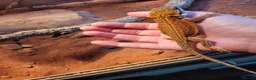 Dragon reptiles for sale: Stunning bearded dragon for sale - Advert 1