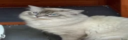 Ragdoll cats for stud: GCCF registered Ragdoll Stud  in London - Advert 3