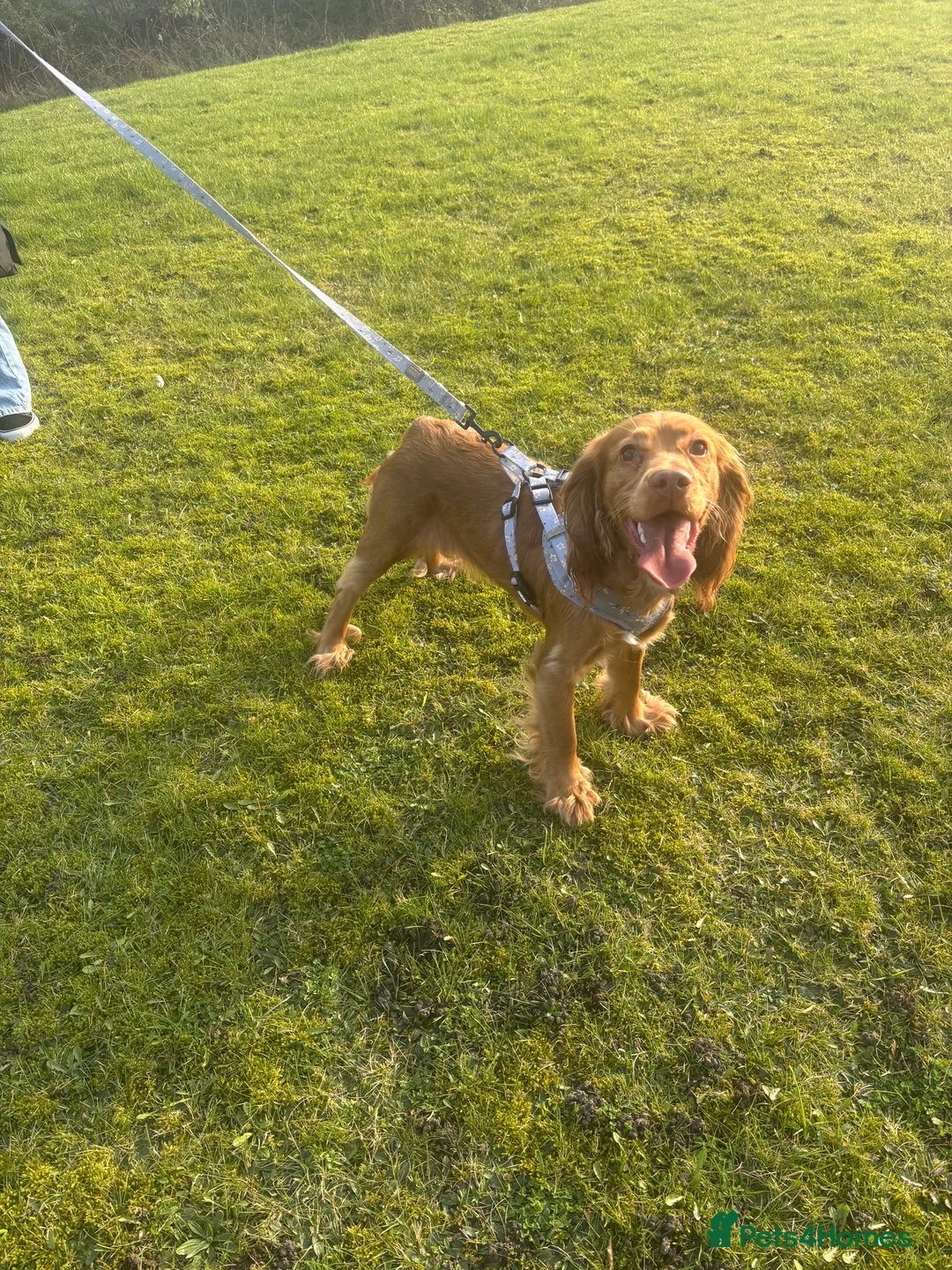 Cocker Spaniel dogs for sale: 9 month female cocker spaniel  - Advert 1