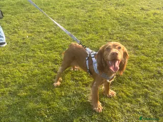 Cocker Spaniel dogs 9 month female cocker spaniel - Advert 1