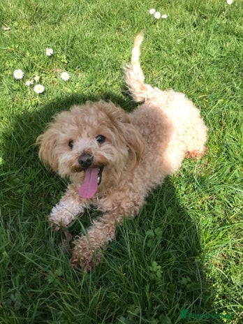 Mixed Breed dogs Apricot Maltipoo for stud in Broadstone - Advert 1