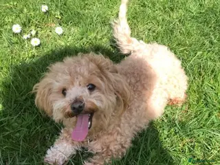 Mixed Breed dogs Apricot Maltipoo for stud in Broadstone - Advert 2