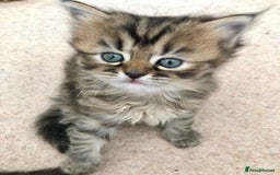 Siberian cats for sale: Stunning Siberian Kittens! - Image 12