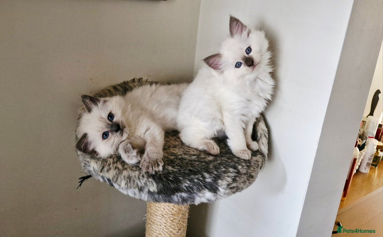 Ragdoll cats - Advert 4