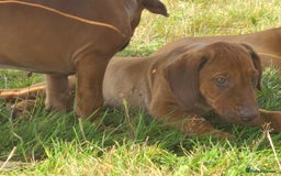 Rhodesian Ridgeback dogs for sale: Big bold bouncy bundles  - Image 14