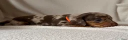 Dachshund dogs for sale: Dachshund puppies for sale - Advert 18