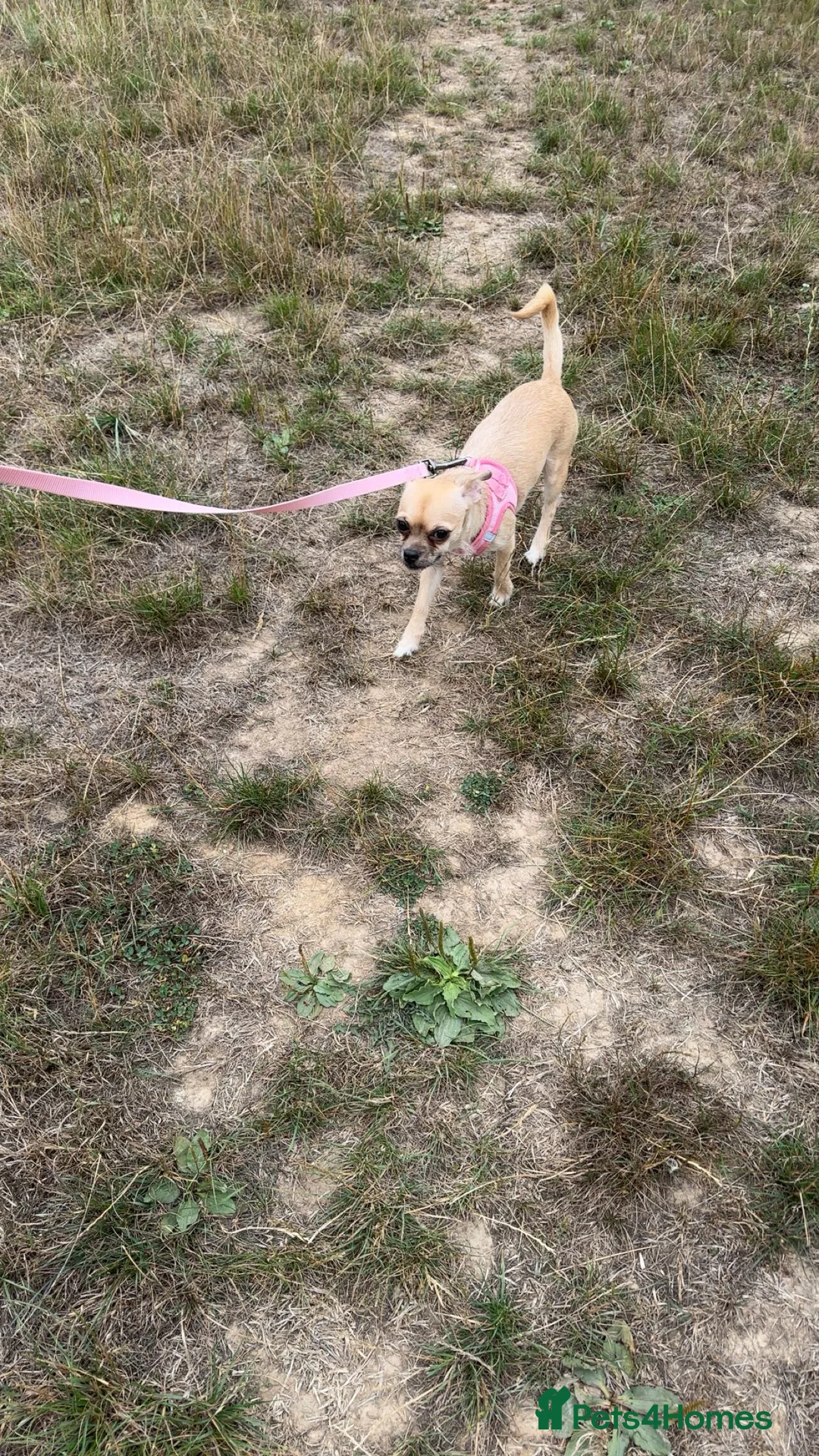 Mixed Breed dogs for sale: lovely dog - Advert 1