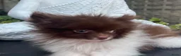 Pomeranian dogs for sale: Chocolate Parti Pomeranian  - Advert 3