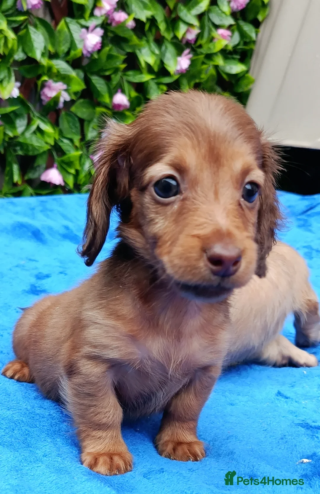 Dachshund dogs for sale: SHADED CREAM EXTRA MINI DAXIS PRA KC REG  - Advert 10