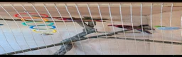 Mixed Breed birds for sale: Pair of year old rosella birds  in Leicester - Advert 3