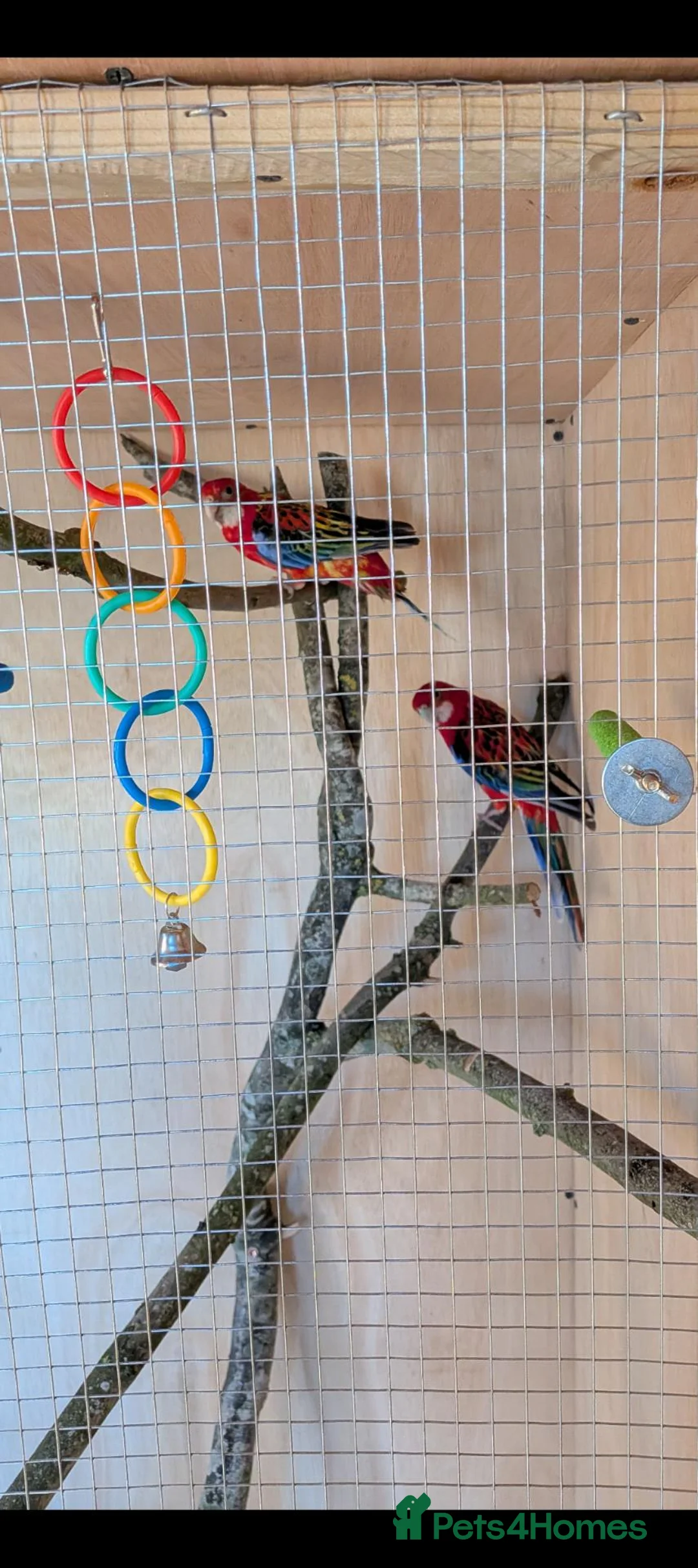 Mixed Breed birds for sale: Pair of year old rosella birds  in Leicester - Advert 3