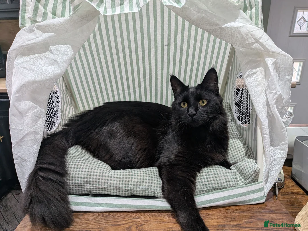Maine Coon cats for sale: Maine Coon Tabby male - Advert 1