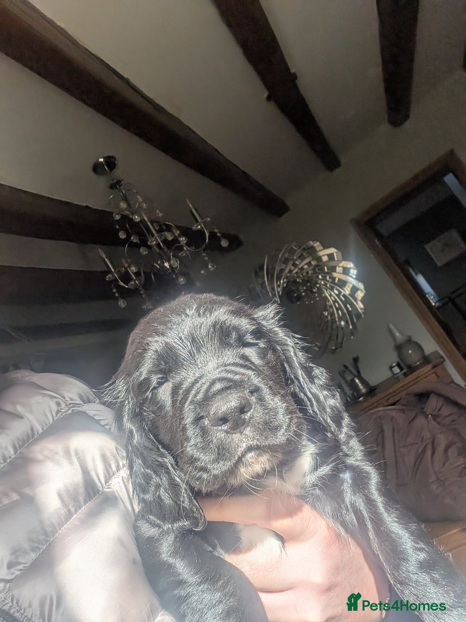 Sprocker dogs Sprockers  - Advert 2