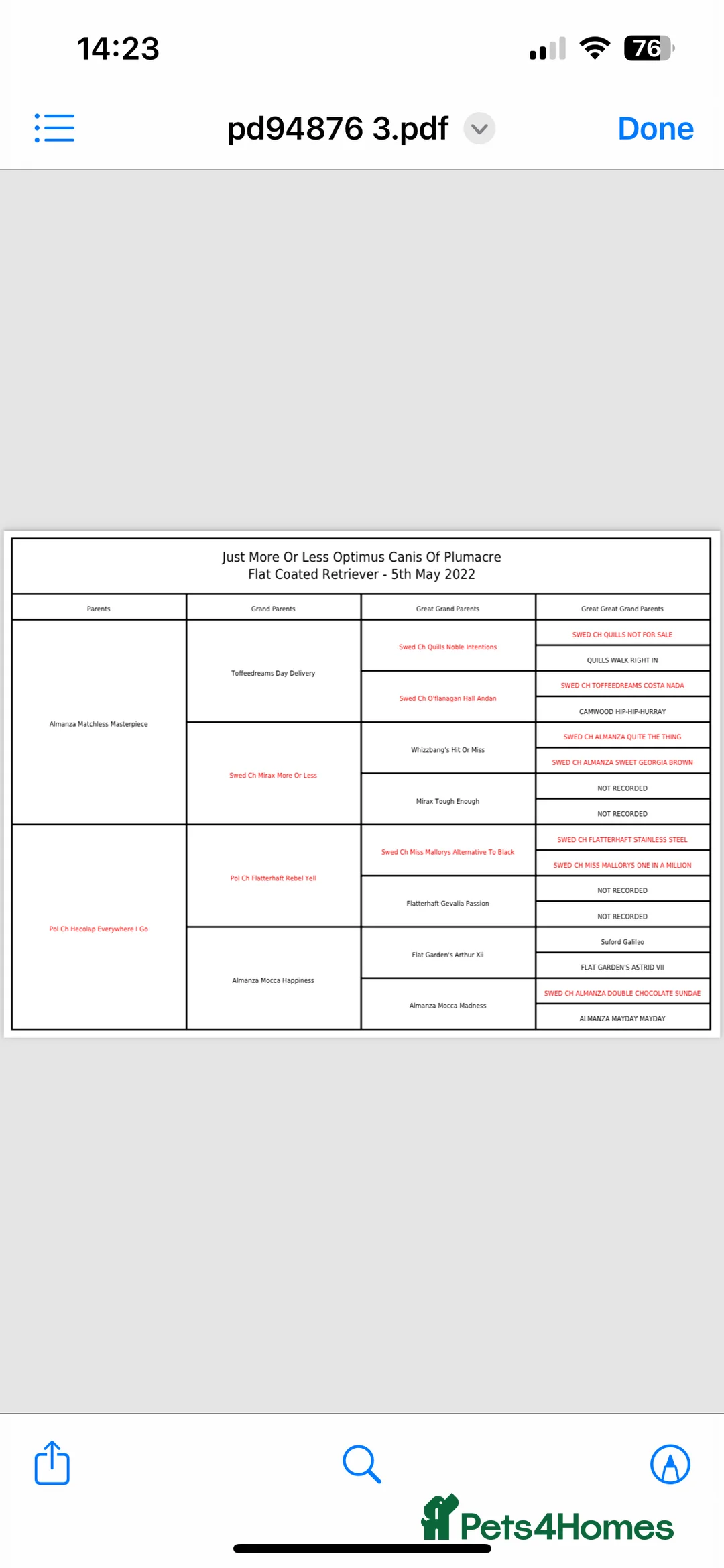 Flat coated Retriever dogs for stud: PROVEN Flatcoated Retriever for Stud 0/0 Hips in Bishop Auckland - Advert 12