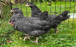 Chickens poultry for sale: Aracana hybrid green egg layers chickens - Image 18
