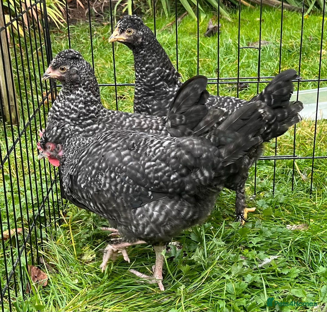 Chickens poultry for sale: Aracana hybrid green egg layers chickens - Image 18