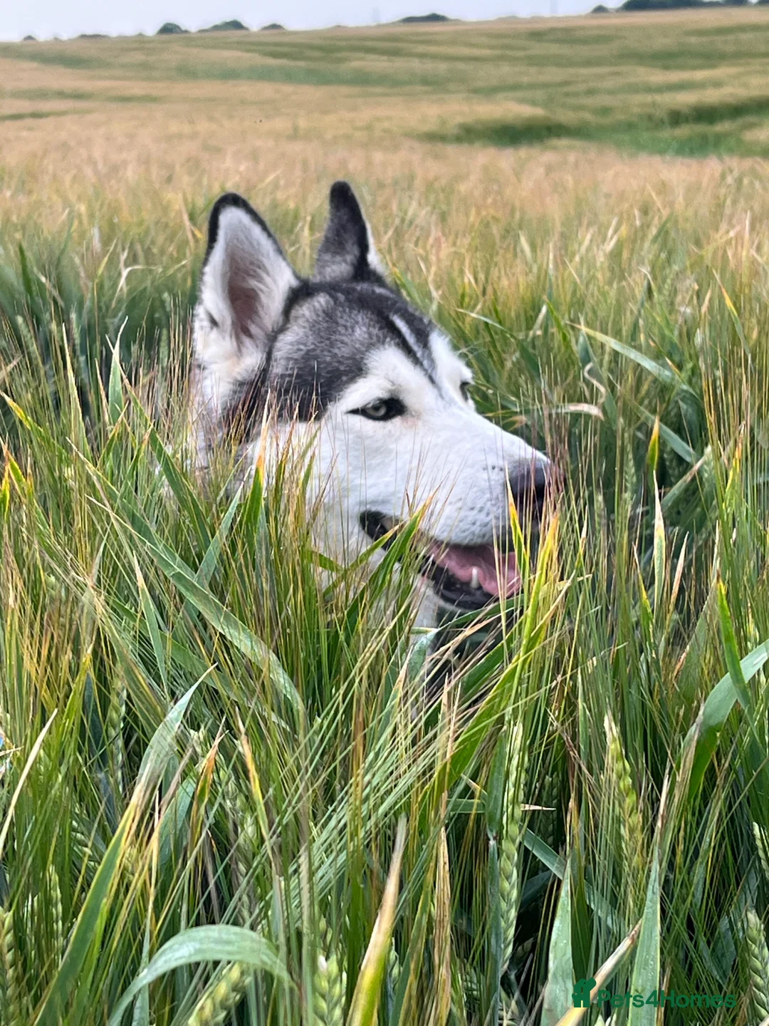 Siberian Husky dogs for stud: For stud only (quality proven stud ) in Wakefield - Advert 19