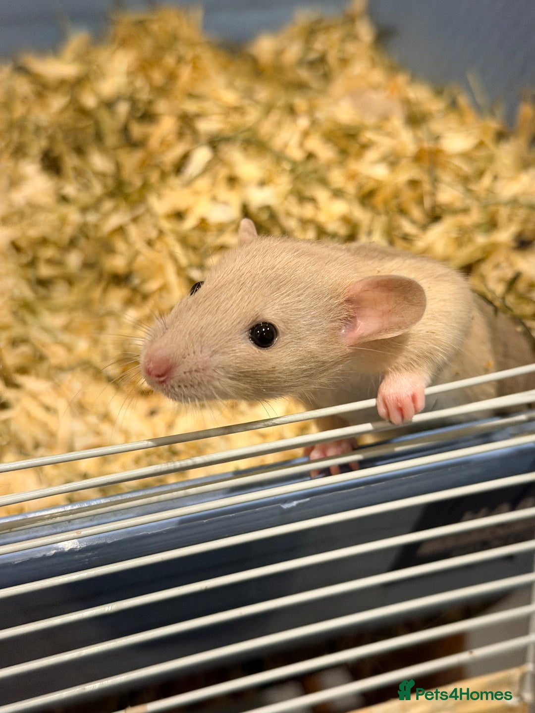 Rat rodents for sale: Adorable & Friendly Baby Fancy Rats - Advert 4