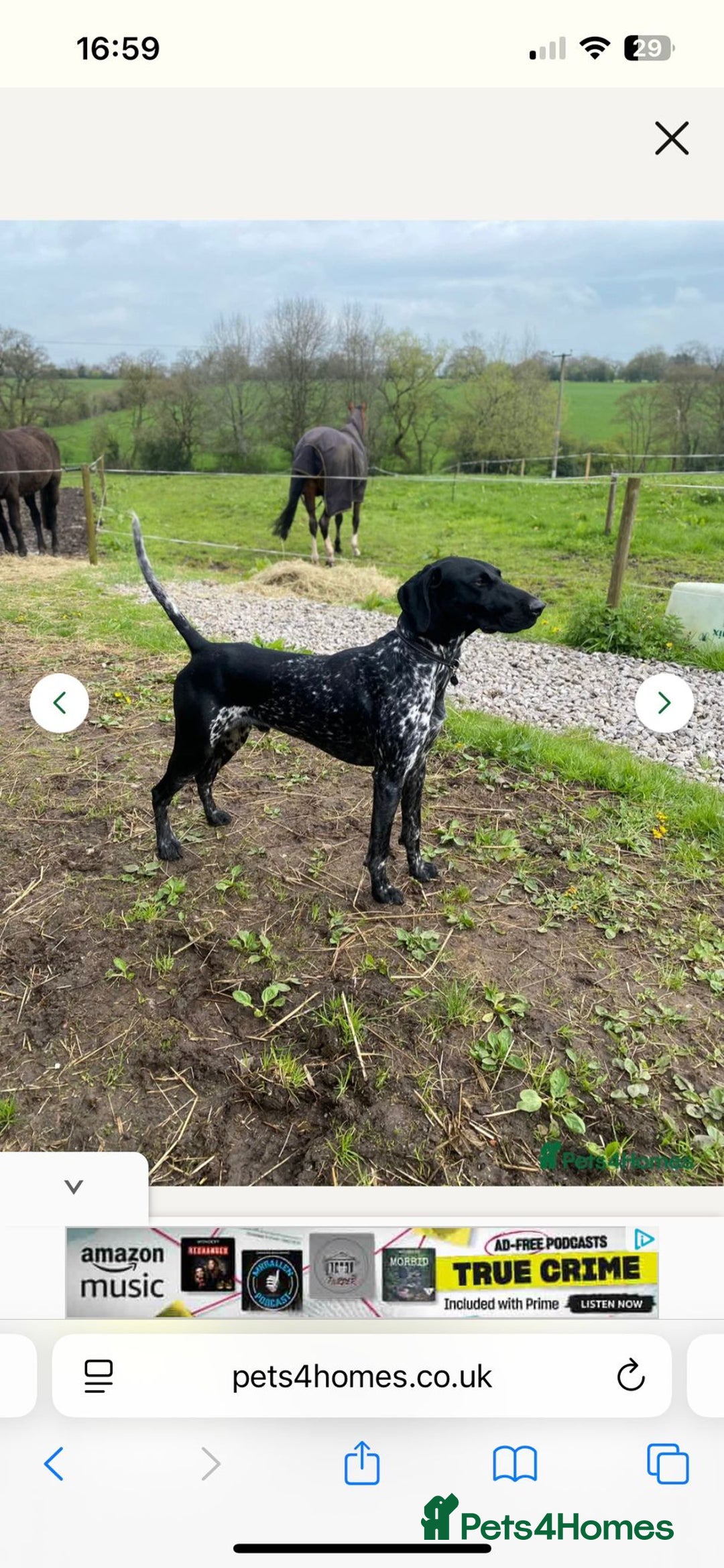 German Shorthaired Pointer dogs for sale: Beautiful pointer puppies - Image 19