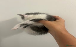 Mixed Breed cats for sale: 4 beautiful kittens ready to go 31st August - Image 5