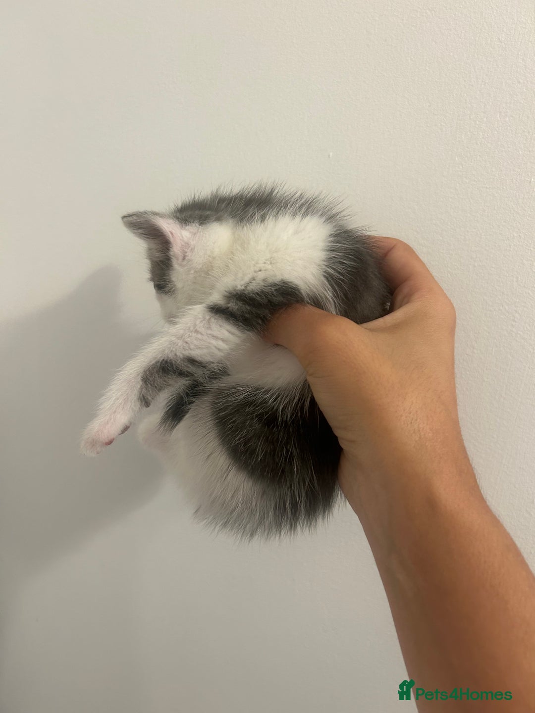 Mixed Breed cats for sale: 4 beautiful kittens ready to go 31st August - Image 5
