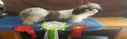 Mixed Breed dogs for sale: Sitzu x pomeranian boys only - Advert 3