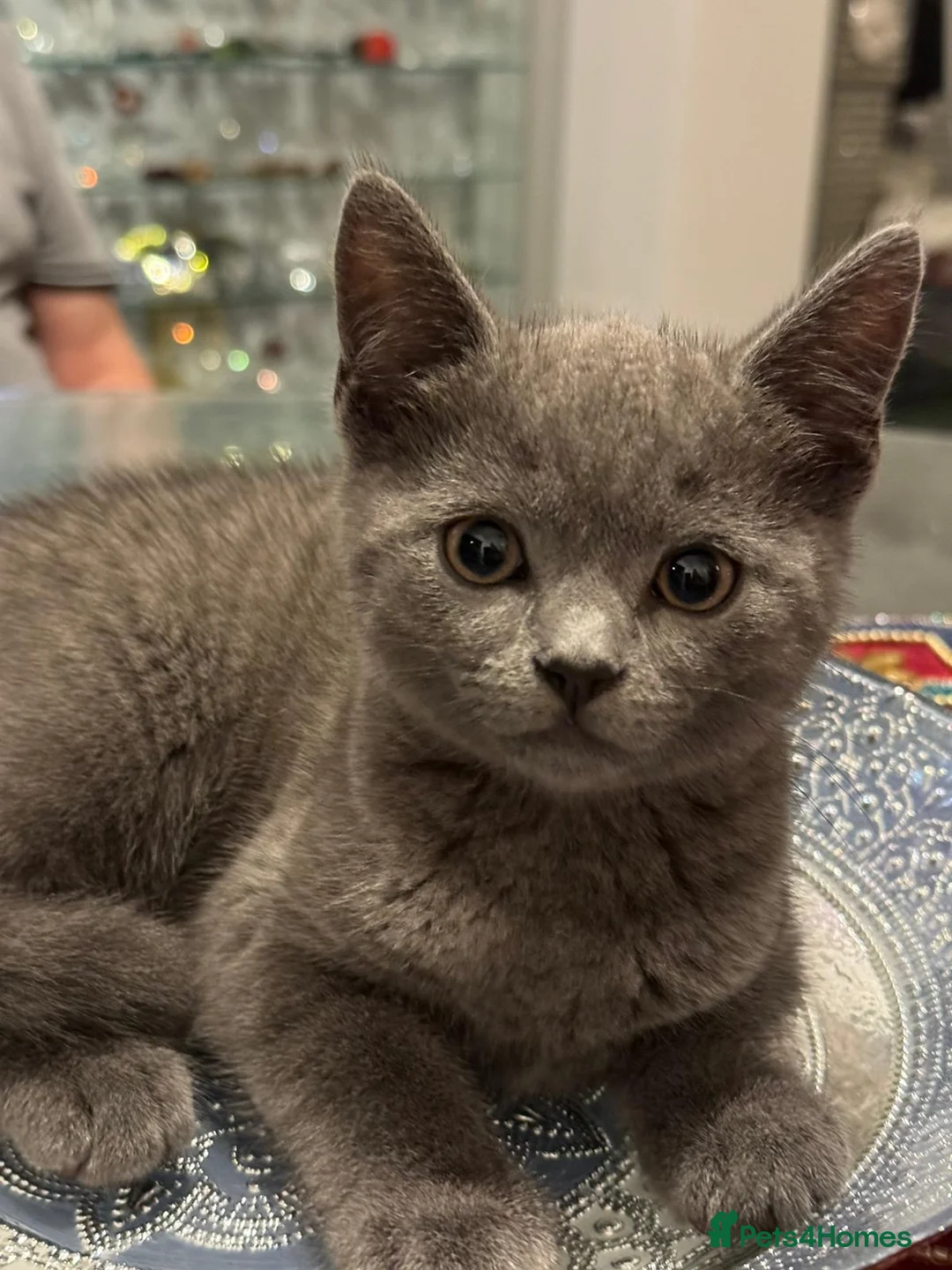 Russian Blue cats for stud: Russian blue  in Greenford - Advert 4