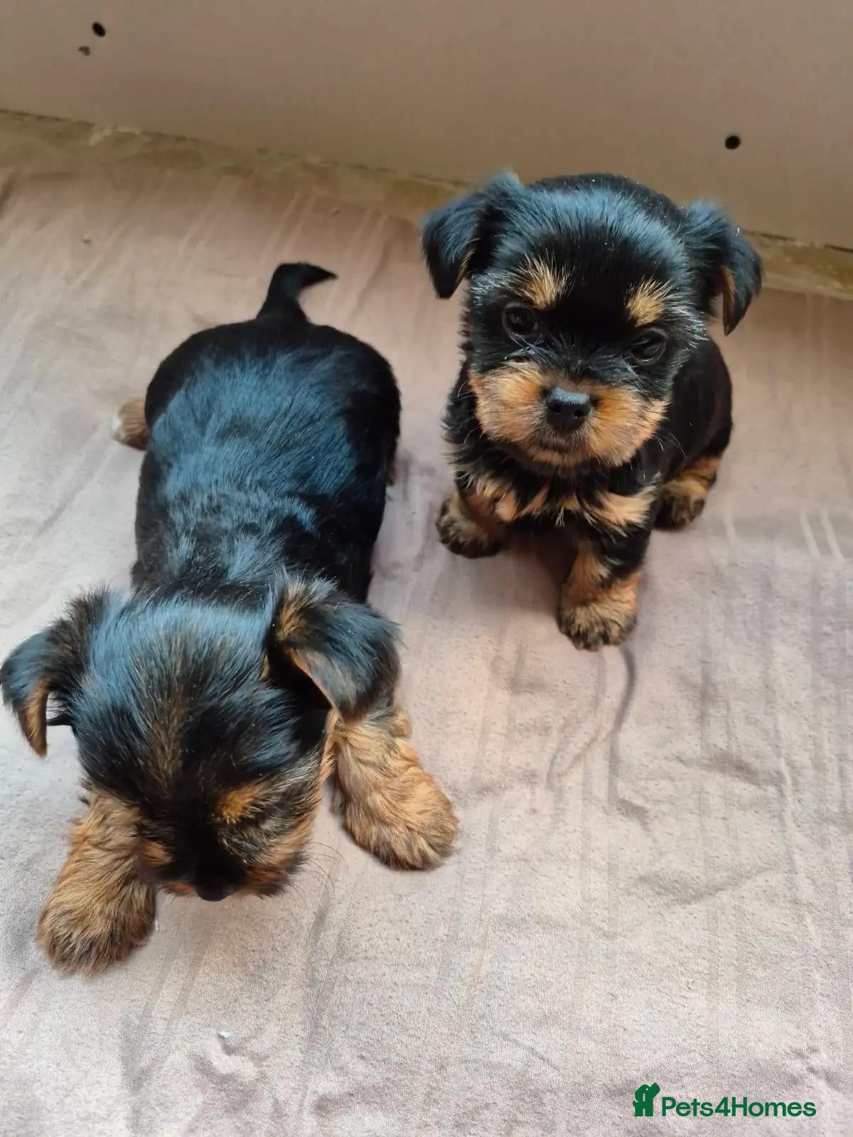 Yorkshire Terrier dogs PURE Yorkshire Terriers sweetheart❤️1 Boy & 1 Girl - Advert 1