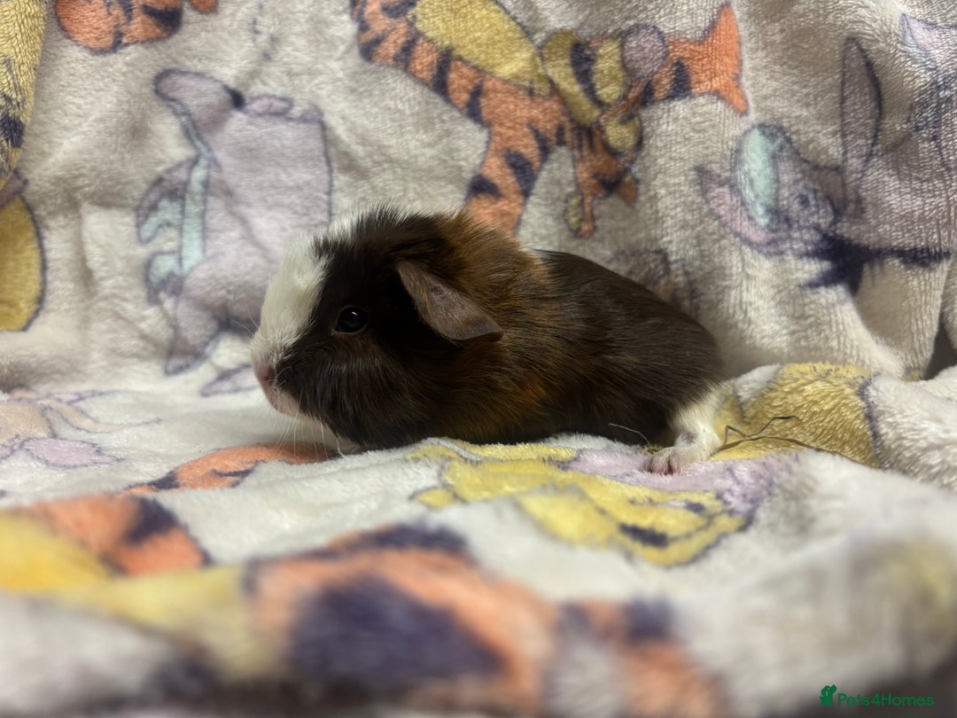 Guinea Pig rodents for sale: 2 beautiful girl piggys  - Advert 18