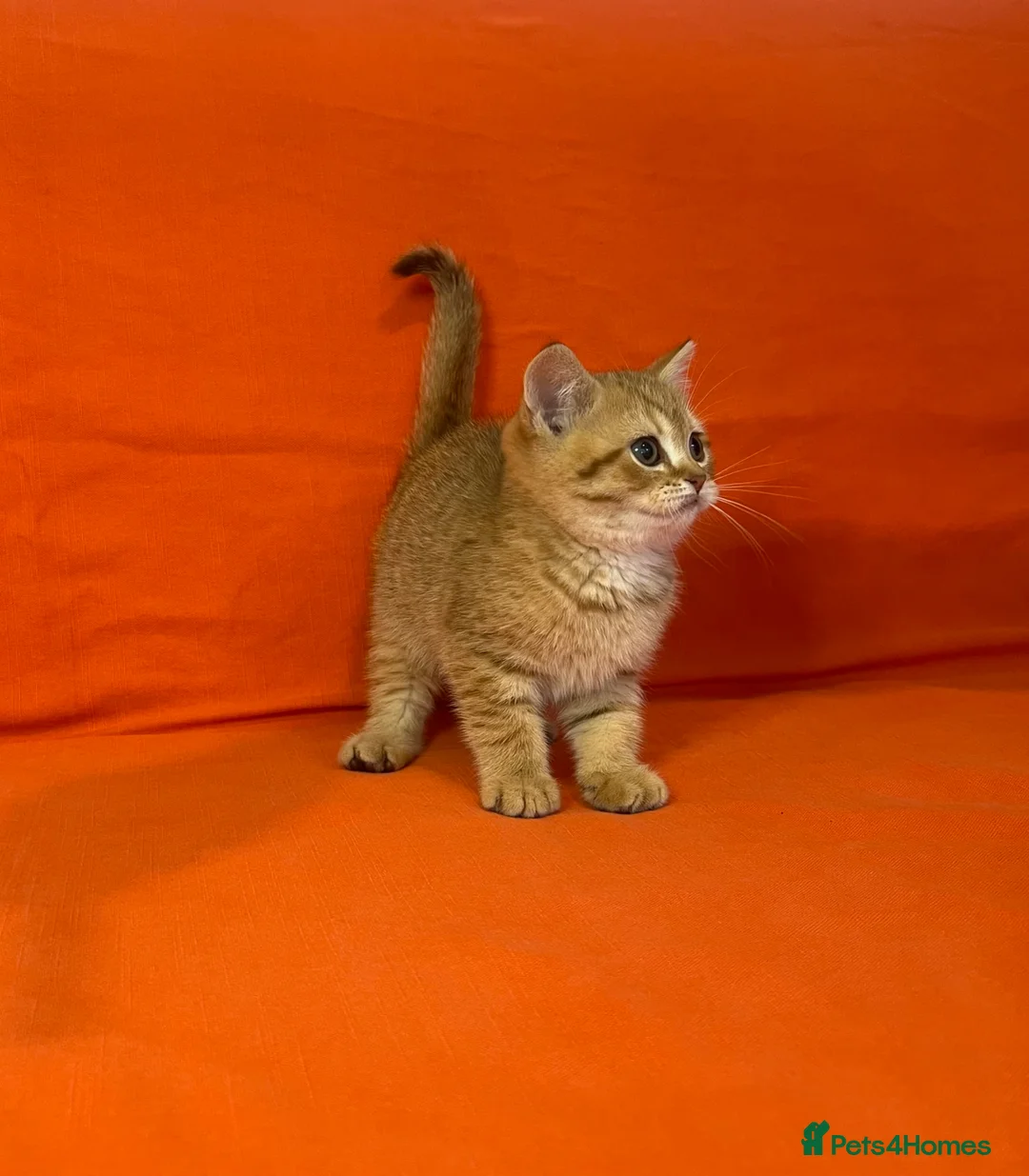 British Shorthair cats for sale: 🐾Purebred BSH Kittens🐾  - Advert 2